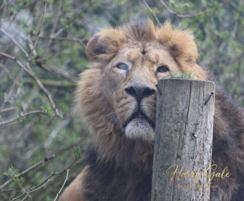 Cotswolds Wildlife Park – October 2025