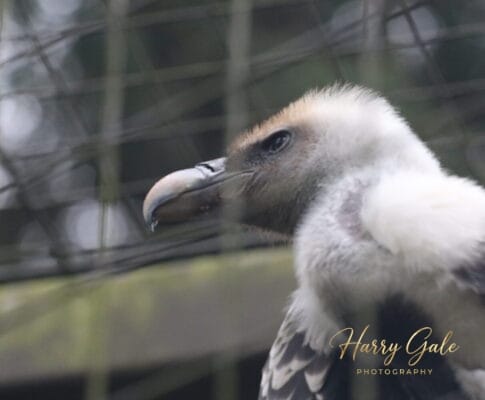 Cotswolds Wildlife Park – January 2026